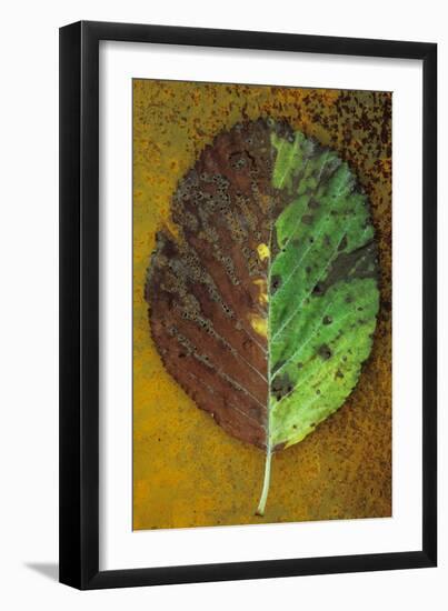 Back of Autumn-Den Reader-Framed Photographic Print