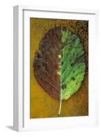 Back of Autumn-Den Reader-Framed Photographic Print