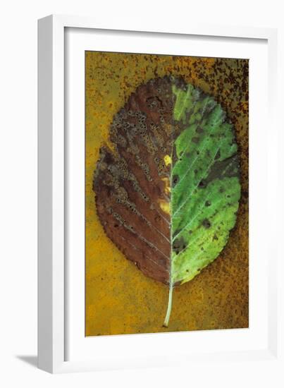 Back of Autumn-Den Reader-Framed Photographic Print