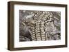 Back of Nile Crocodile in Mara River-Paul Souders-Framed Photographic Print