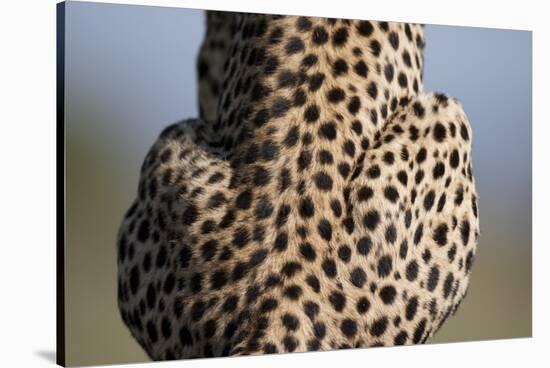 Back of Sitting Cheetah-Paul Souders-Stretched Canvas