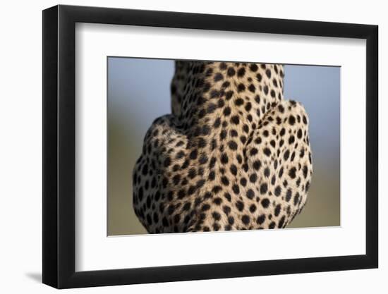 Back of Sitting Cheetah-Paul Souders-Framed Photographic Print