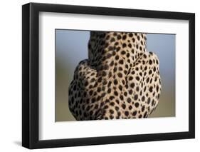 Back of Sitting Cheetah-Paul Souders-Framed Photographic Print