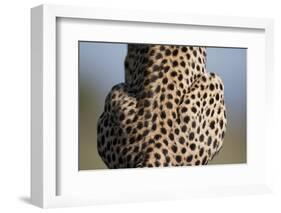 Back of Sitting Cheetah-Paul Souders-Framed Photographic Print