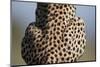 Back of Sitting Cheetah-Paul Souders-Mounted Photographic Print