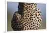 Back of Sitting Cheetah-Paul Souders-Framed Photographic Print