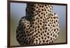 Back of Sitting Cheetah-Paul Souders-Framed Photographic Print