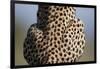 Back of Sitting Cheetah-Paul Souders-Framed Photographic Print