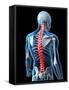 Back Pain, Conceptual Artwork-SCIEPRO-Framed Stretched Canvas