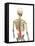 Back Pain, Conceptual Artwork-SCIEPRO-Framed Stretched Canvas