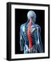 Back Pain, Conceptual Artwork-SCIEPRO-Framed Photographic Print