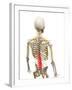 Back Pain, Conceptual Artwork-SCIEPRO-Framed Photographic Print