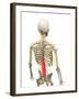 Back Pain, Conceptual Artwork-SCIEPRO-Framed Photographic Print