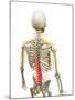 Back Pain, Conceptual Artwork-SCIEPRO-Mounted Photographic Print