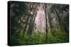 Back to the Trees, California Coastal Redwoods-null-Stretched Canvas