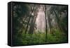 Back to the Trees, California Coastal Redwoods-null-Framed Stretched Canvas