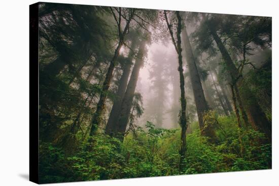 Back to the Trees, California Coastal Redwoods-null-Stretched Canvas