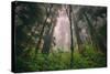 Back to the Trees, California Coastal Redwoods-null-Stretched Canvas