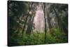 Back to the Trees, California Coastal Redwoods-null-Stretched Canvas