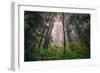 Back to the Trees, California Coastal Redwoods-null-Framed Photographic Print