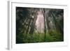 Back to the Trees, California Coastal Redwoods-null-Framed Photographic Print