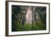 Back to the Trees, California Coastal Redwoods-null-Framed Photographic Print