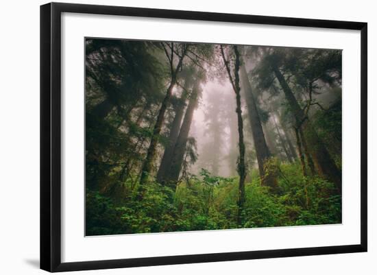 Back to the Trees, California Coastal Redwoods-null-Framed Photographic Print