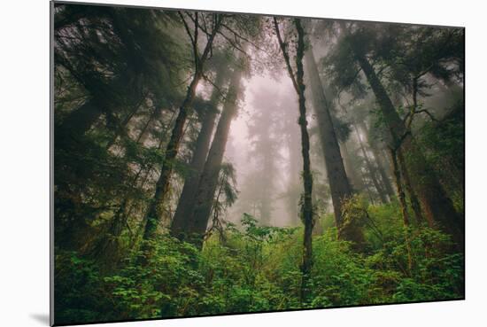 Back to the Trees, California Coastal Redwoods-null-Mounted Photographic Print