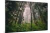 Back to the Trees, California Coastal Redwoods-null-Mounted Photographic Print