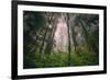 Back to the Trees, California Coastal Redwoods-null-Framed Photographic Print