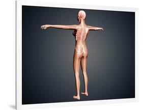 Back View of Female Body with Skeletal System Superimposed-null-Framed Art Print