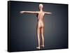 Back View of Female Body with Skeletal System Superimposed-null-Framed Stretched Canvas