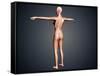 Back View of Female Body with Skeletal System Superimposed-null-Framed Stretched Canvas