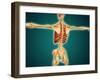 Back View of Human Skeleton with Nervous System, Arteries and Veins-null-Framed Art Print