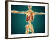 Back View of Human Skeleton with Nervous System, Arteries and Veins-null-Framed Art Print