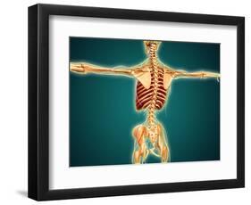 Back View of Human Skeleton with Nervous System, Arteries and Veins-null-Framed Art Print