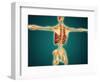 Back View of Human Skeleton with Nervous System, Arteries and Veins-null-Framed Art Print