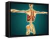 Back View of Human Skeleton with Nervous System, Arteries and Veins-null-Framed Stretched Canvas