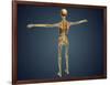 Back View of Human Skeleton with Nervous System, Arteries and Veins-null-Framed Art Print