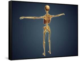 Back View of Human Skeleton with Nervous System, Arteries and Veins-null-Framed Stretched Canvas