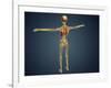 Back View of Human Skeleton with Nervous System, Arteries and Veins-null-Framed Art Print