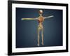 Back View of Human Skeleton with Nervous System, Arteries and Veins-null-Framed Art Print