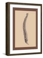 Backbone-Andreas Vesalius-Framed Art Print