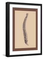 Backbone-Andreas Vesalius-Framed Art Print