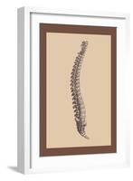 Backbone-Andreas Vesalius-Framed Art Print