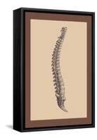 Backbone-Andreas Vesalius-Framed Stretched Canvas