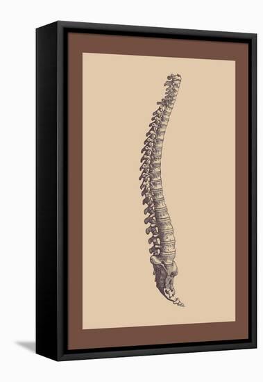 Backbone-Andreas Vesalius-Framed Stretched Canvas