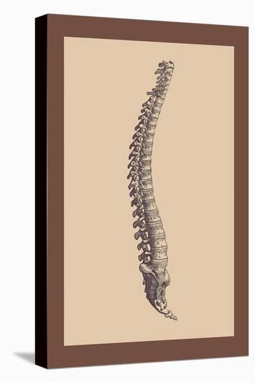 Backbone-Andreas Vesalius-Stretched Canvas