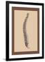 Backbone-Andreas Vesalius-Framed Art Print
