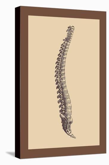 Backbone-Andreas Vesalius-Stretched Canvas